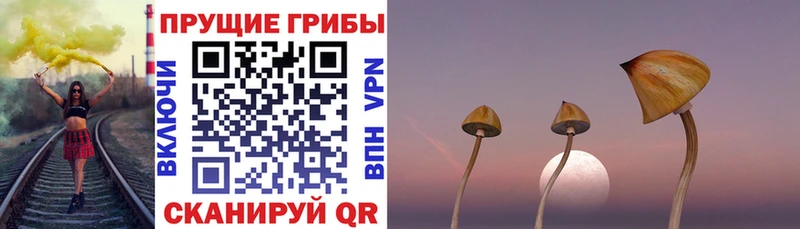 Псилоцибиновые грибы Psilocybine cubensis  Курчалой 